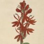 Scarlet Lobelia, Cardinal's Flower, Indian Pink