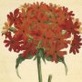 Scarlet Lychnis, Maltese Cross, Catchfly