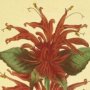 Scarlet Monarda, Oswego Tea, Brebalm, Oswego Wild Bergamot, Horsemint