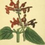 Scarlet Stachys, Betony, Hedge Nettle, Woundwort