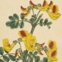 Scorpion Senna, Crown Vetch, Scorpion Senna