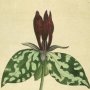 Sessile Trillium, Wood Lily, Birthroot, Wake Robin, Stinking Benjamin