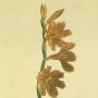 Short Leaved Watsonia