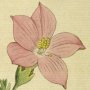 Shrubby Chironia