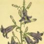 Siberian Bellflower, Bellflower