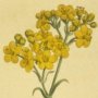 Siberian Valerian
