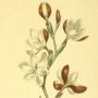 Sickle Leaved Ixia