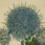 Small Globe Thistle, Globe Thistle