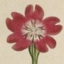 Smooth Leaved Cockle, Rose Campion, Catchfly