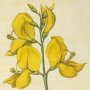 Spanish Broom, Weaver's Broom