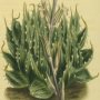 Spier Footed Leaved Aloe, Cobweb Aloe