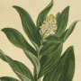 Star Flowered Solomon's Seal, False Solomon's Seal, Star Flowered Lily of the Valley, Star Flower, Solomon's Feathers, Solomon's Plume