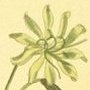 Stone Catchfly