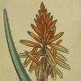 Succotrine Aloe