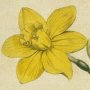 Sweet Scented Jonquil, Great Jonquil