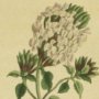Sweet Scented Ziziphora