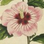 Syrian Hibiscus, Althaea Frutex