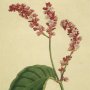 Tall Persicaria