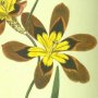 Three Coloured Ixia