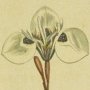 Trident Petaled Moraea