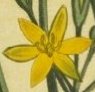 Upright Hypoxis, Star Grass