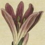 Vernal Bulbocodium, Medowe Saffron