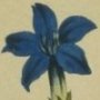 Vernal Gentian