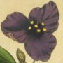 Virginian Tradescantia, Spiderwort