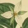 White Flowered Upright Stalked Trillium