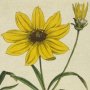 Whorled Coreopsis