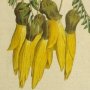 Winged Podded Sophora, Kowhai