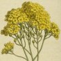 Yellow Alyssum