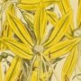 Yellow Asphodel, Kingspear