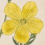 Yellow Flax