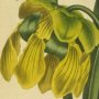 Yellow Side Saddle Flower