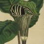 Zebra Flowered Arum, Jack in the Pulpit, Indian Turnip