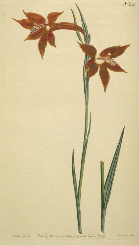 Gladiolus watsonius - Curtis's Botanical