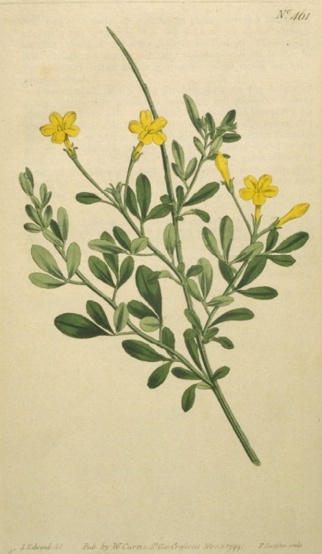 Jasminum fruticans - Curtis's Botanical