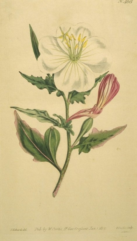 Oenothera tetraptera - Curtis's Botanical