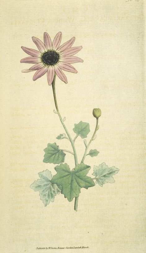 Cineraria lanata - Curtis's Botanical