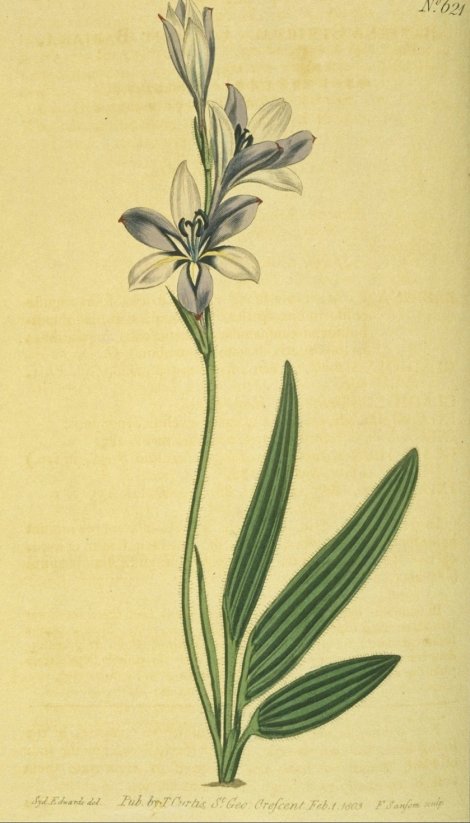 Babiana stricta - Curtis's Botanical