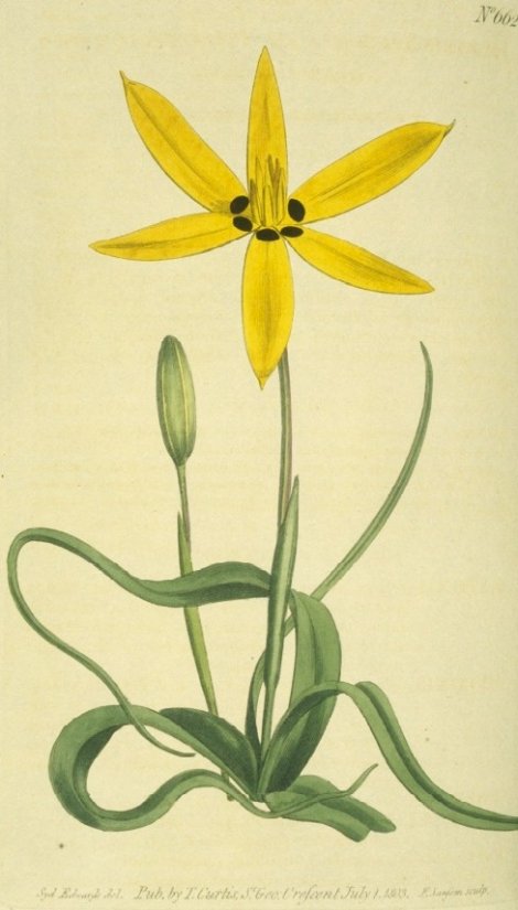 Hypoxis capensis - Curtis's Botanical