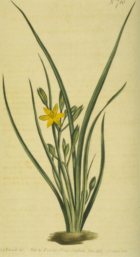 Hypoxis hirsuta - Curtis's Botanical