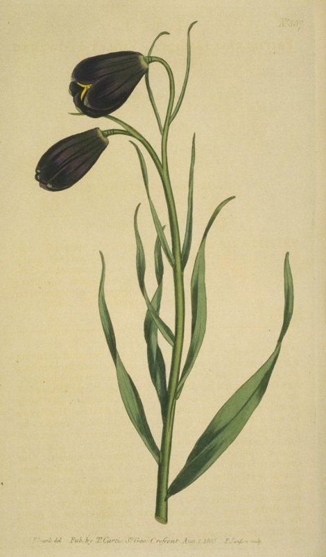 Fritillaria obliqua - Curtis's Botanical