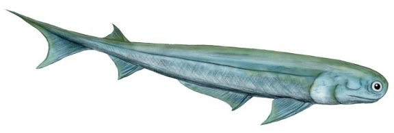 Acanthodes bronni - Prehistoric Animals