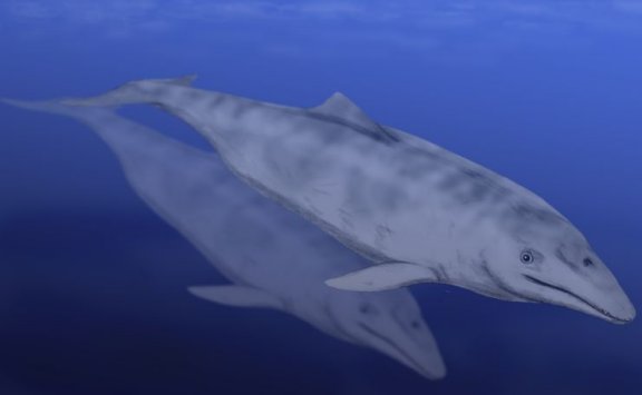 Aetiocetus cotylalveus - Prehistoric Animals