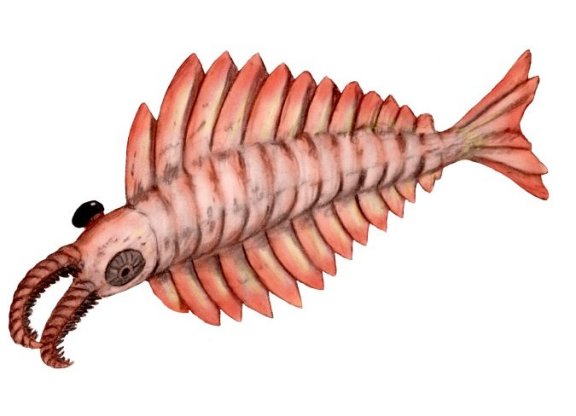 Anomalocaris canadensis - Prehistoric Animals