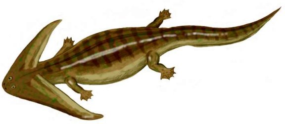 Diplocaulus magnicornis - Prehistoric Animals