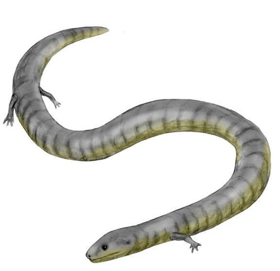 Eocaecilia micropodia - Prehistoric Animals