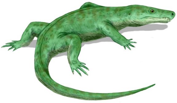 Limnoscelis paludis - Prehistoric Animals